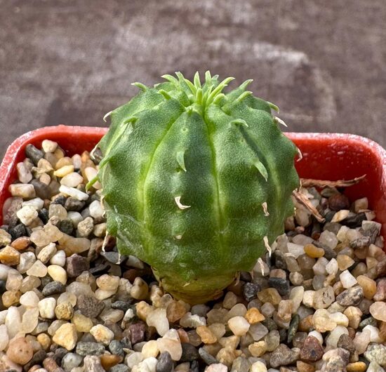 EUPHORBIA MELOFORMIS 2CM STĀDIŅS